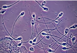 The Evolution of At-Home Male Fertility Testing and the Global Decline in Sperm Health
