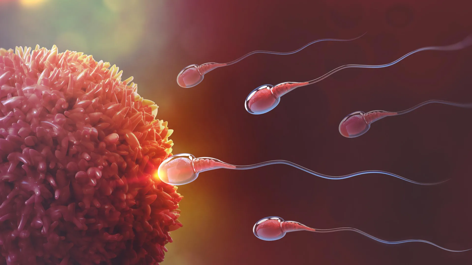 Michigan State Breakthrough Identifies Sperm’s Energy "Switch," Promising Advances in Fertility and Nonhormonal Male Contraception