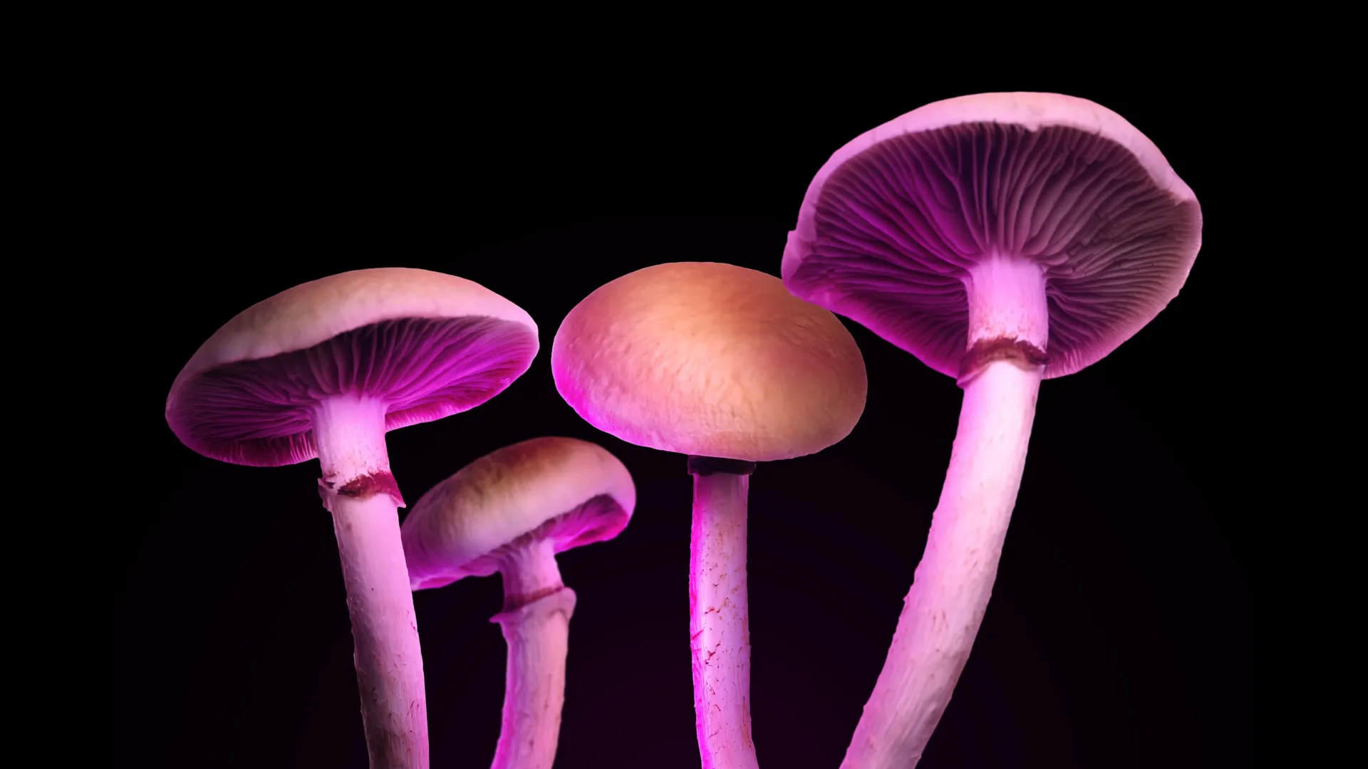 Psilocybin Derivatives Show Promise for Psychedelic-Inspired Therapies with Reduced Hallucinations