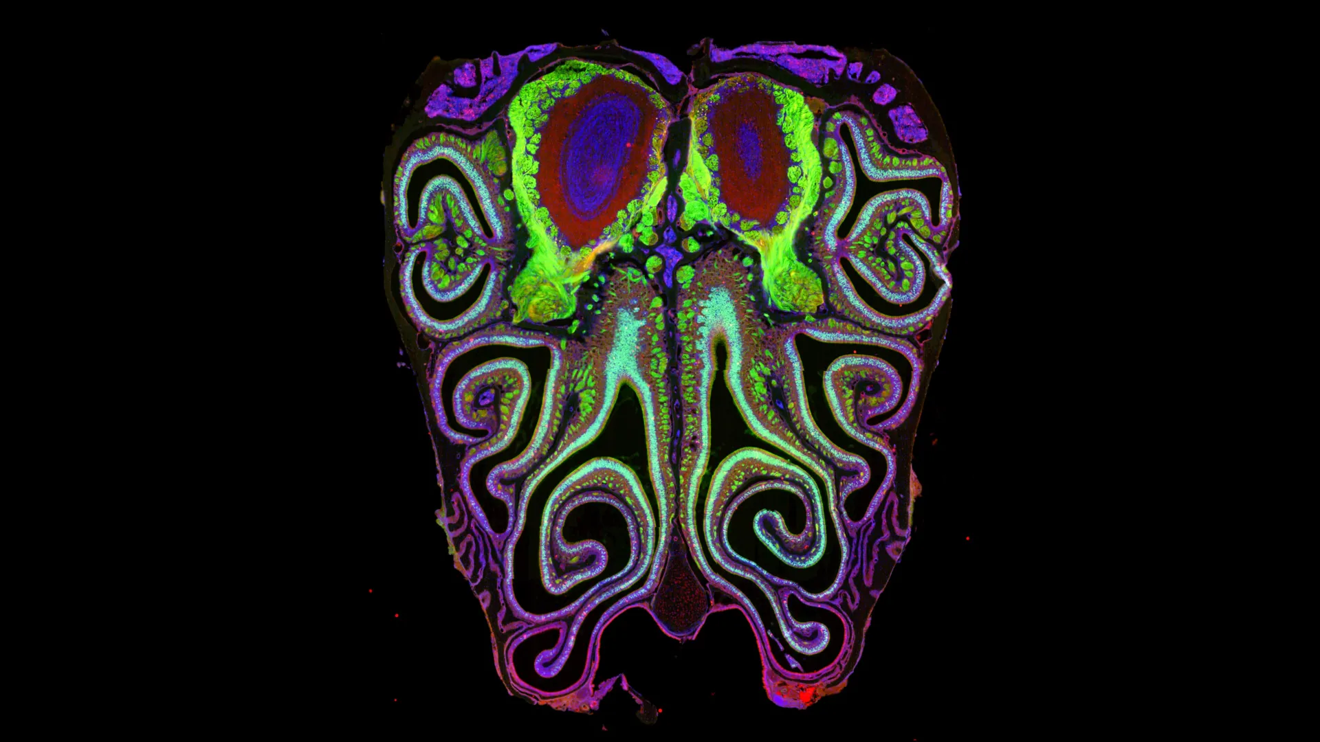 Mapping the Olfactory Landscape: Scientists Unravel the Biological Blueprint of Smell