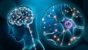 Single-nucleus chromatin accessibility profiling identifies cell types and functional variants contributing to major depression