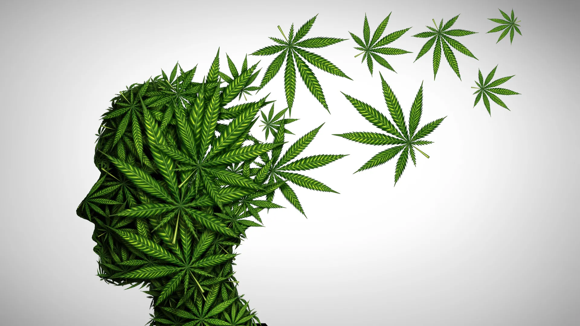 Stanford Medicine Experts Issue Stark Warning on Potency and Risks of Modern Cannabis for Older Adults
