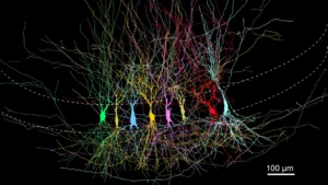 The Hippocampus Develops Like a "Full Slate" Not a "Blank Slate," New ISTA Research Reveals