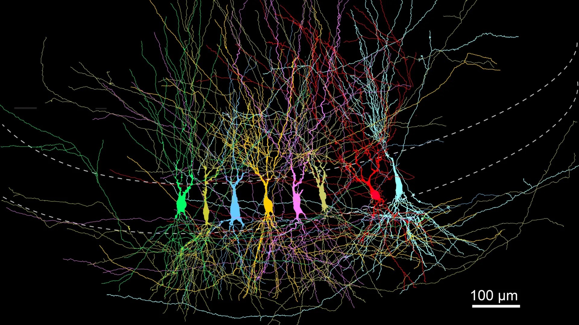 The Hippocampus Unveiled: New Research Challenges the "Blank Slate" Theory of Brain Development