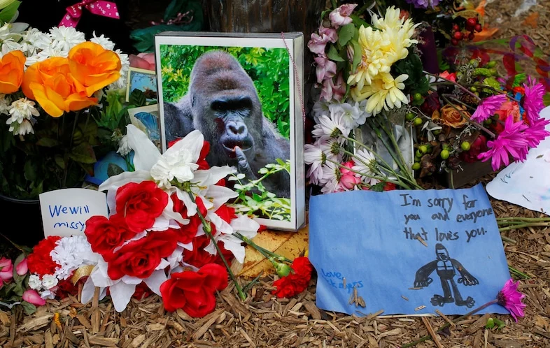Ten Years On: The Enduring and Evolving Legacy of Harambe