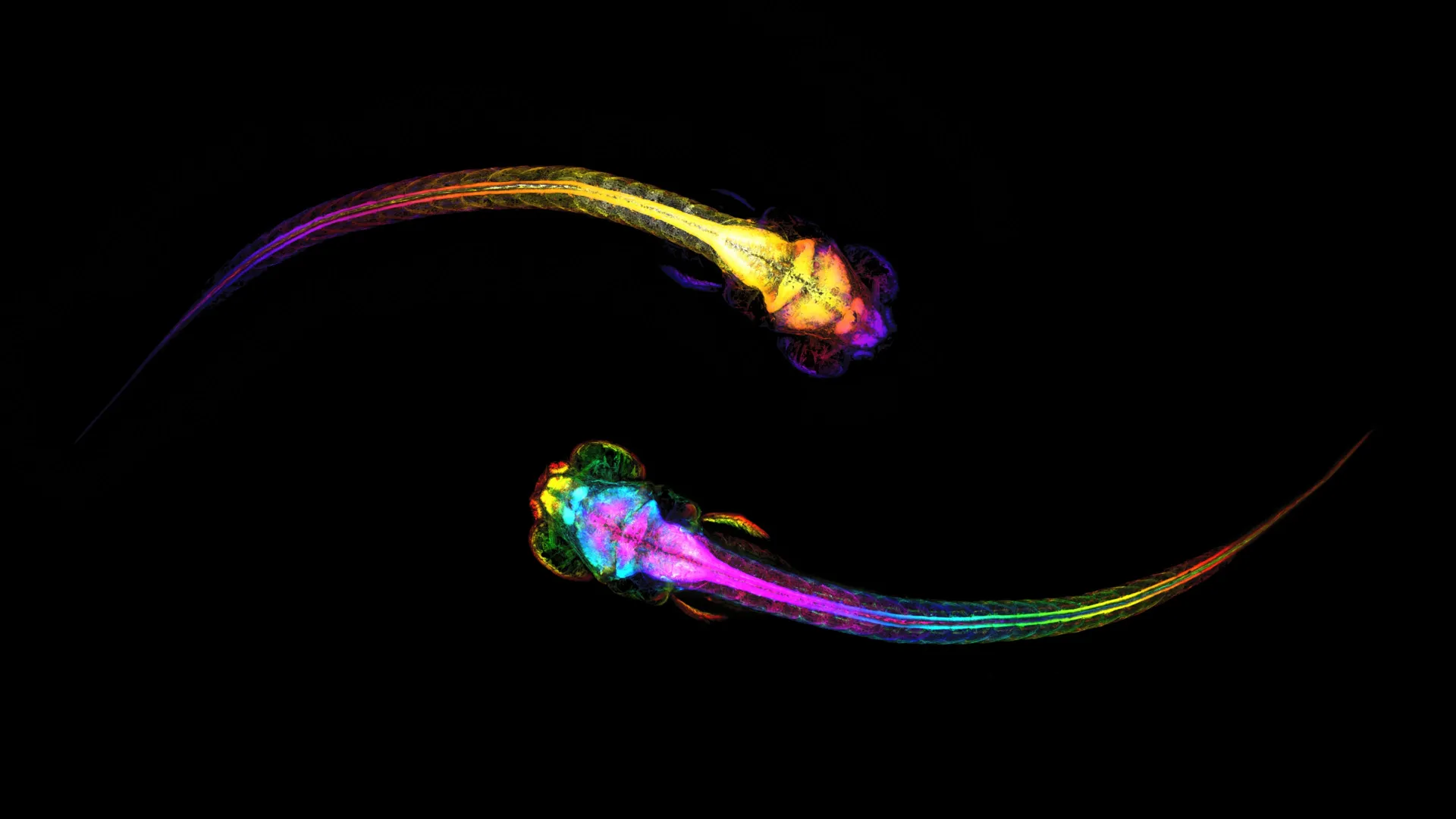 The Brain Prepares for Social Connection Seconds Before Action, Revealing Neural "Pre-Decision State"