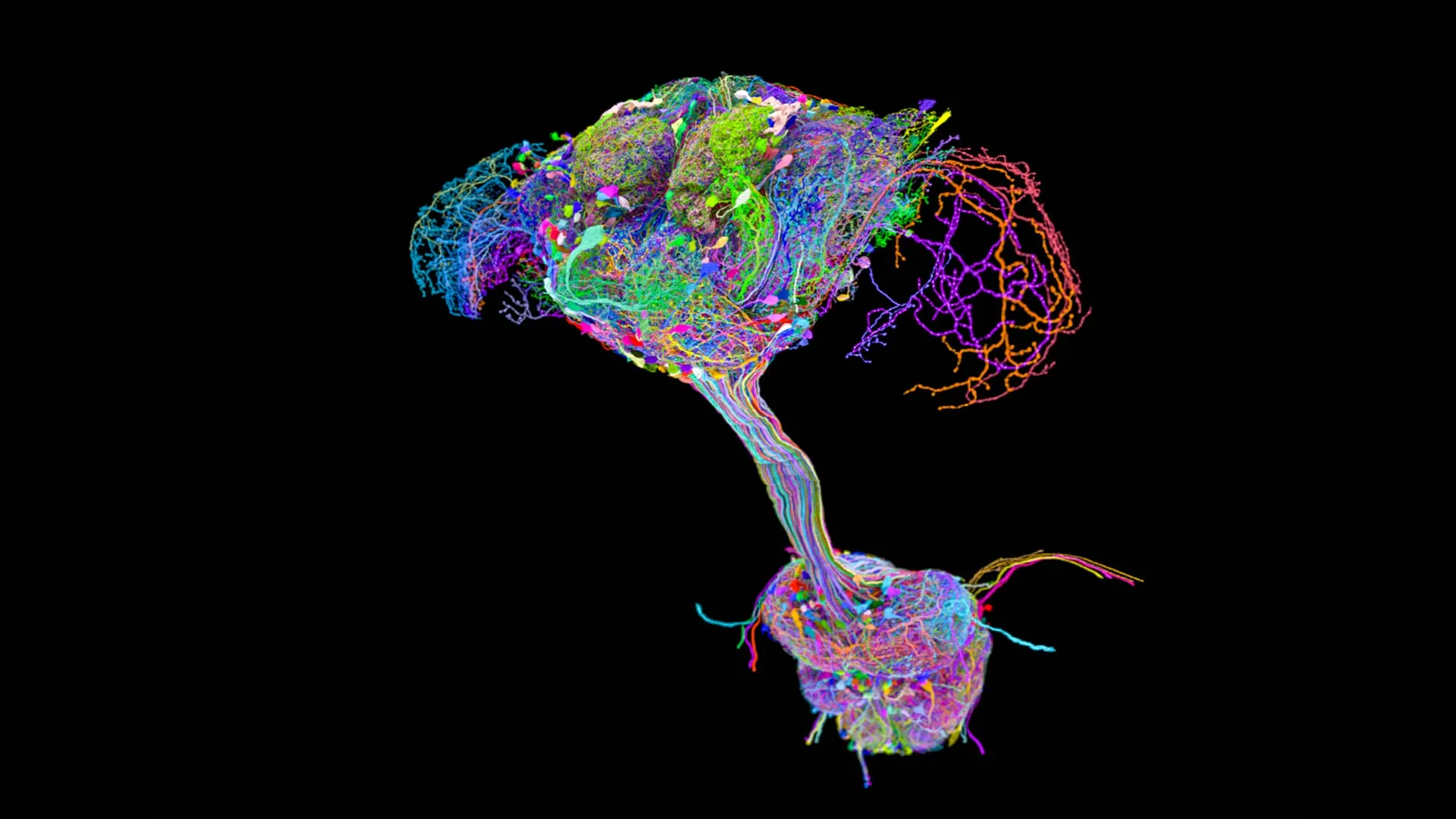 The Complete Wiring Diagram of an Adult Fruit Fly’s Central Nervous System Revealed