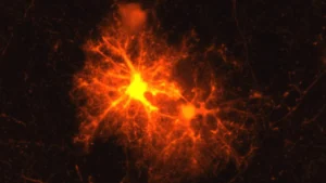 Decoding the Brain’s Emergency Response: How a Stress Hormone Drives Neural Repair and Development