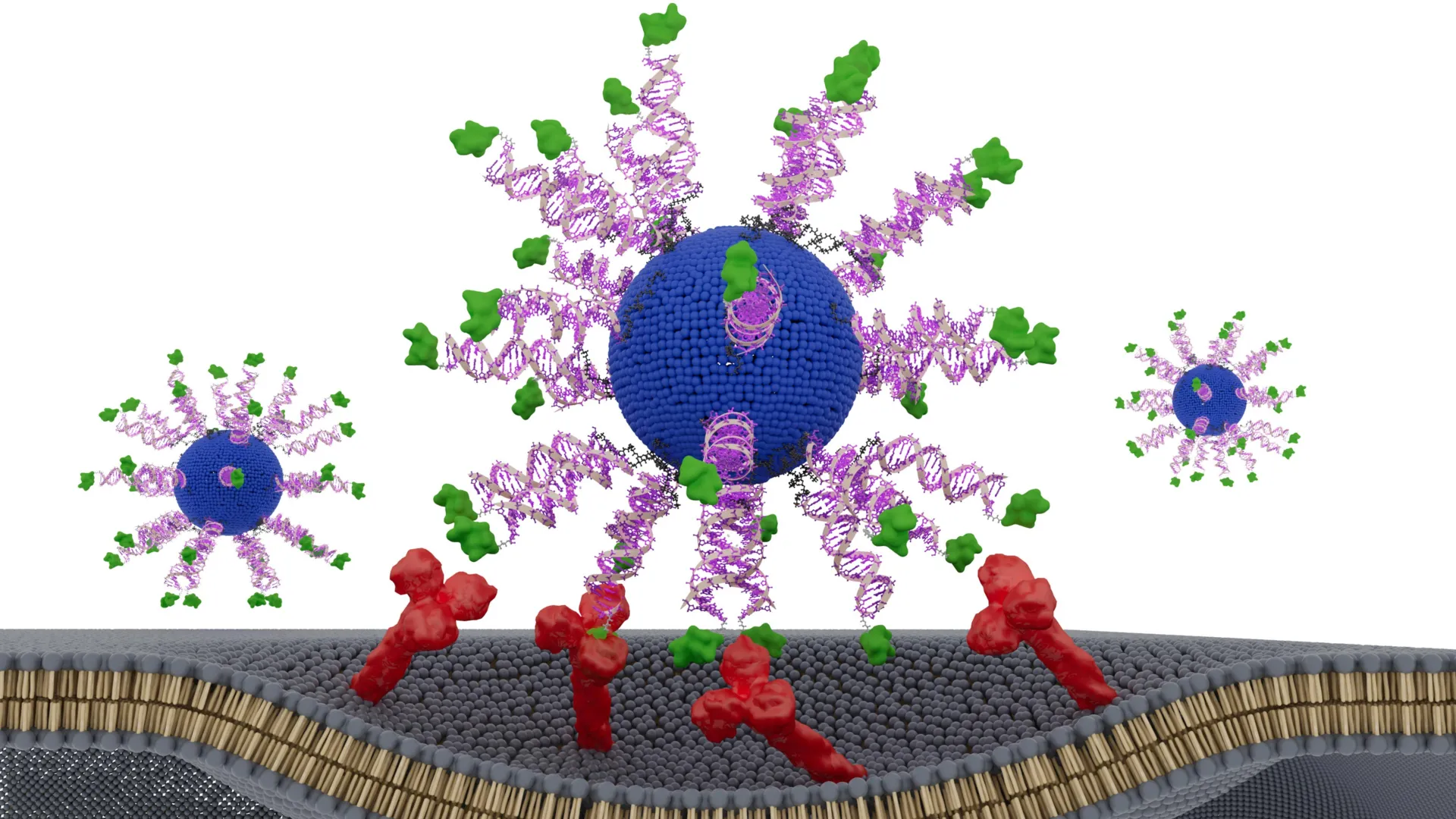 Structural Nanomedicine Breakthrough: How Molecular Geometry is Redefining the Efficacy of Cancer Vaccines