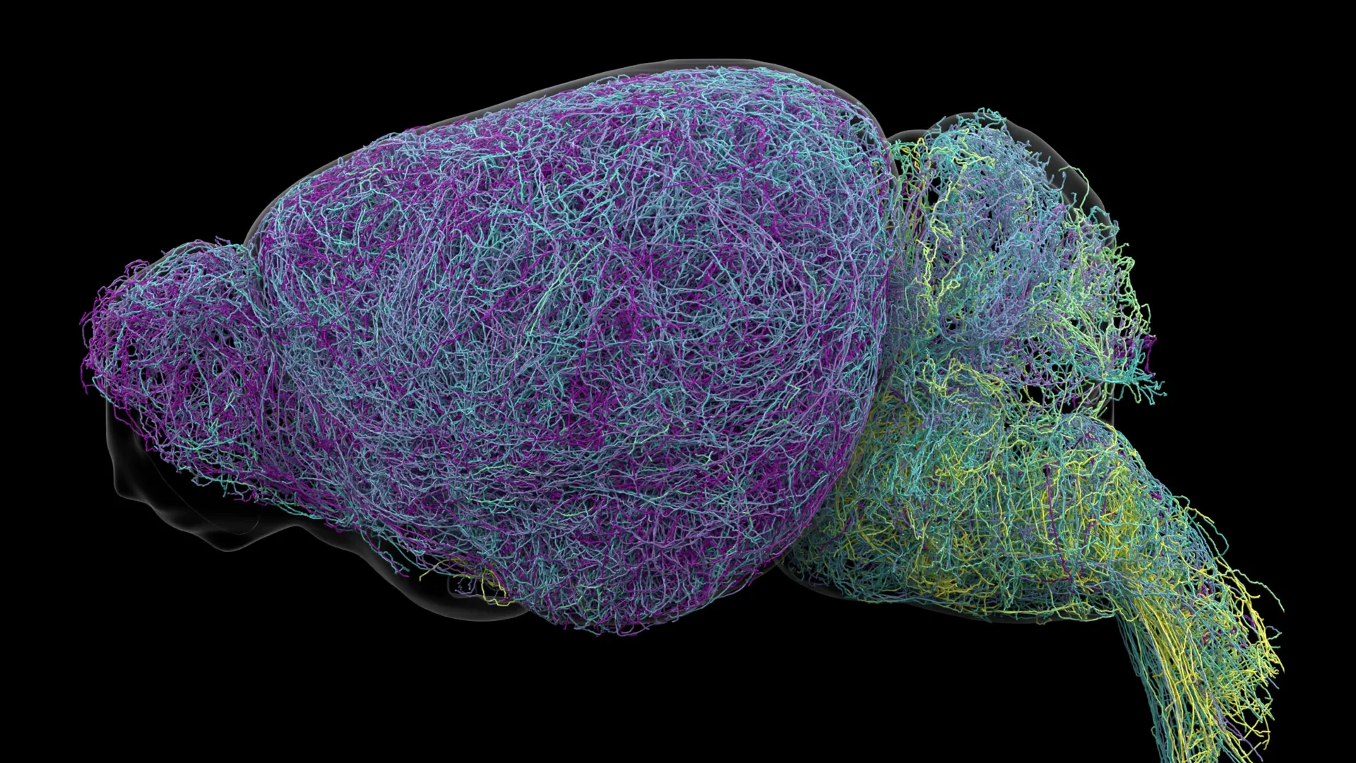 From Foghorn to Postal Network: Groundbreaking Allen Institute Study Rewrites How We Understand the Brains Norepinephrine System