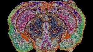 Mapping the Brain’s Hidden Chemistry: EPFL Researchers Unveil the First Comprehensive 3D Lipid Atlas