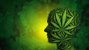 Northwestern University Researchers Identify Specific Brain Cells Responsible for Cannabis-Induced Anxiety