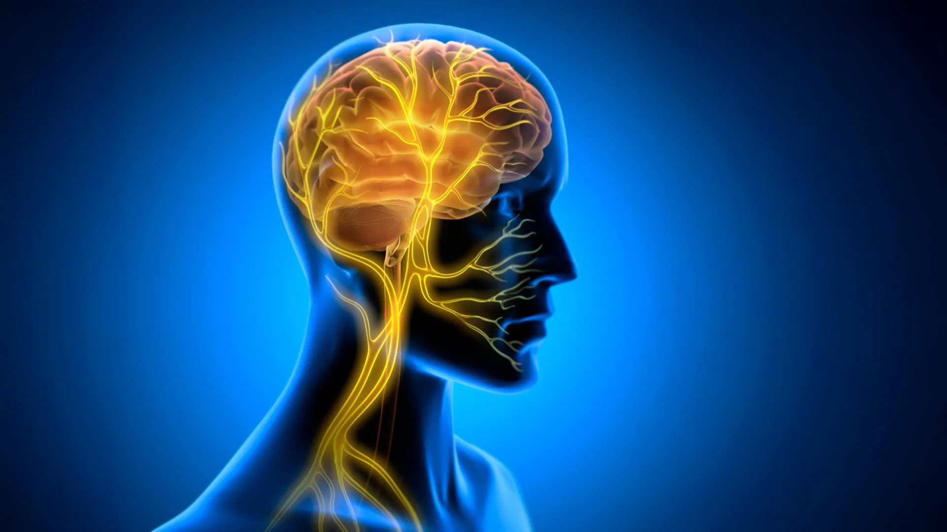 Unlocking the Brain-Body Connection: Tohoku University Researchers Discover How Vagus Nerve Stimulation Enhances Long-Term Motor Learning