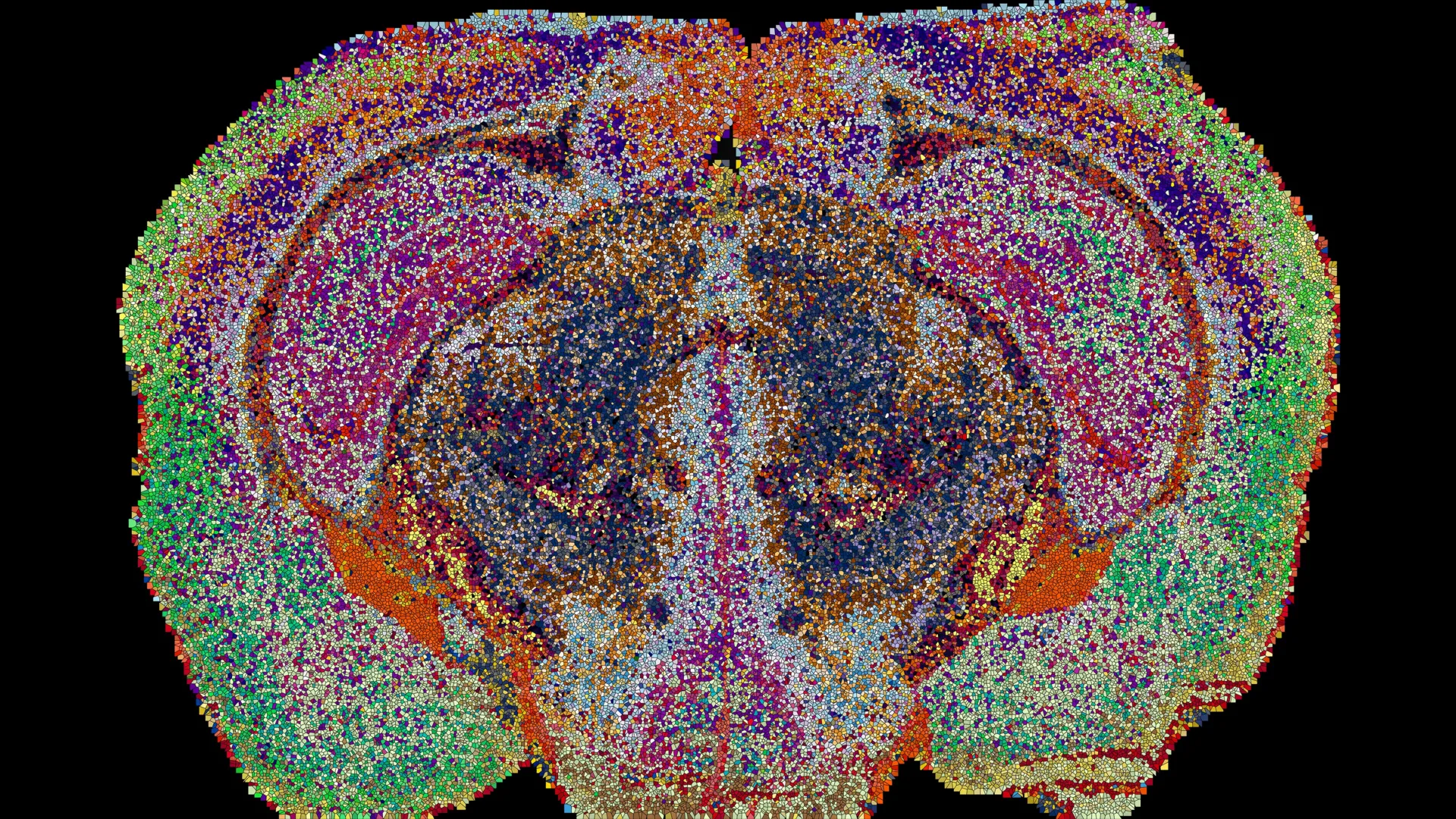 Unlocking the Brains Fatty Architecture: EPFL Researchers Publish the First Comprehensive 3D Lipid Atlas of the Mammalian Brain