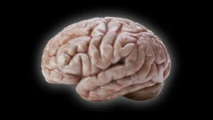 Unlocking the Evolutionary Mystery of Smooth Primate Brains: Cellular Secrets of the Common Marmoset Revealed