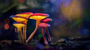 Unlocking the Mindful Waters: How a Brief Psilocybin Exposure Calms Agggressively Combative Fish Without Dampening Social Bonds