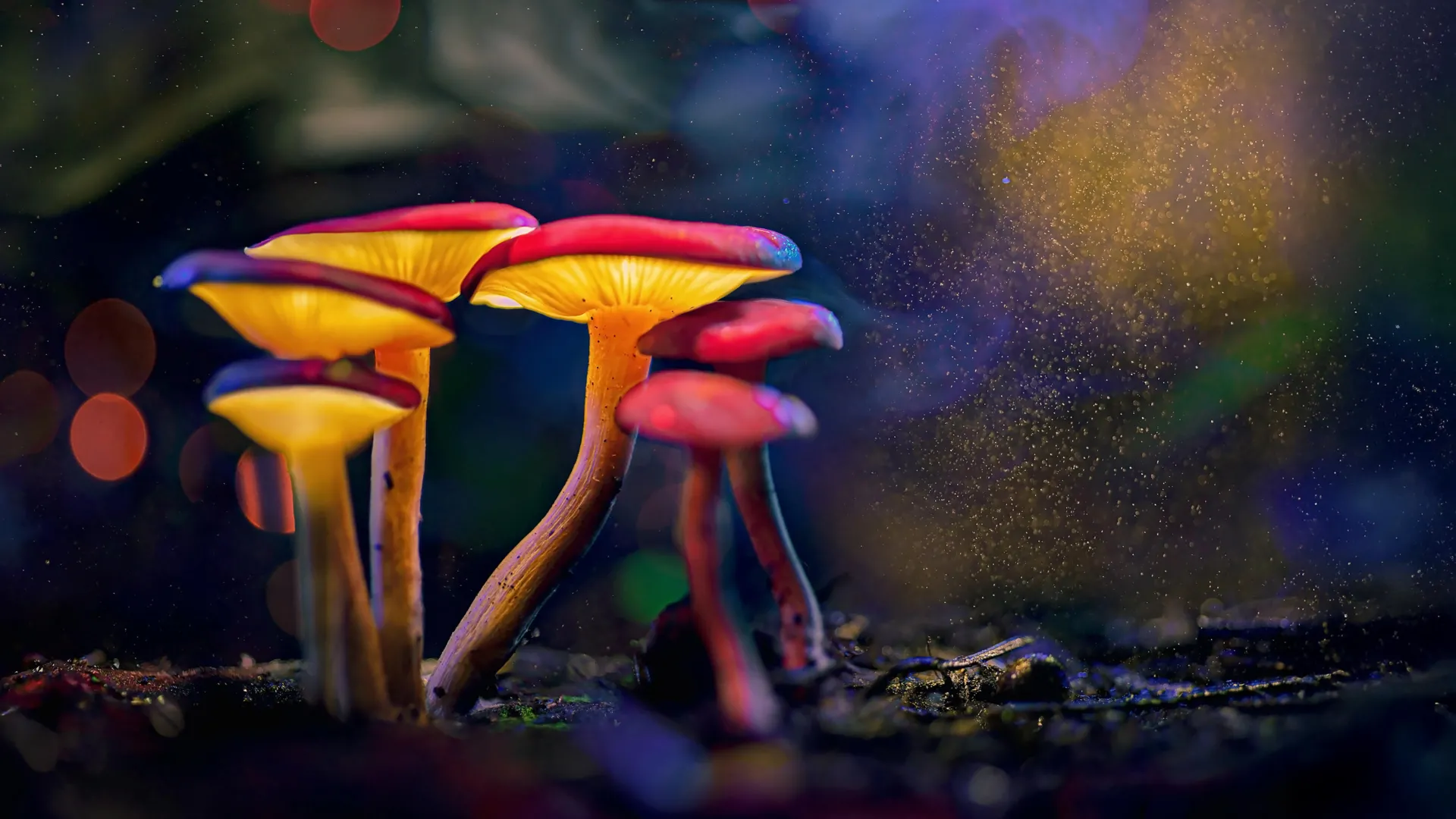 Unlocking the Mindful Waters: How a Brief Psilocybin Exposure Calms Agggressively Combative Fish Without Dampening Social Bonds